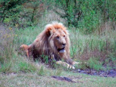 Johannesburg safari